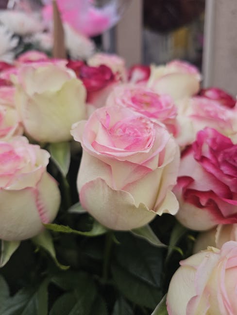 A close-up image of a bouquet of fresh roses with creamy white petals edged in soft pink, arranged in a floral display. The roses are tightly clustered, showcasing their velvety petals with subtle col