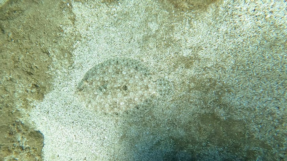 A close-up image of a sandy ocean floor featuring a transparent sea urchin with numerous small, evenly spaced white spines arranged in a circular pattern. The surrounding sand is light-colored with a 