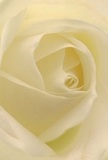 This evocative photograph draws you deep into the heart of a creamy-white rose, as if invited to nestle softly amid its unfolding petals. Their spiraling design, so delicate and precise, seems to shimmer beneath the diffused light common to quiet Ilford mornings, illuminating the flower's gentle, almost translucent layers. Each fold casts subtle shadows that dance gracefully, adding depth and drama, much like the calm that settles over South Park at dawn. The mood is tranquil and intimate, exuding the serenity of a meaningful gesture or a new beginning. As a seasoned Ilford florist, I recognize in this rose the purest form of reverence-ideal for expressing sympathy, honoring cherished memories, or conveying unspoken admiration. You can almost catch a fleeting trace of its sweet fragrance, understated yet unmistakably fresh, mingling with the soft hum of local life. The close perspective highlights not just botanical beauty, but also the authentic care poured into every arrangement crafted for our Ilford neighbors. This bloom, available for delivery throughout the area, stands as a quiet reminder of life's subtle yet powerful emotions, expertly curated for every heartfelt moment.